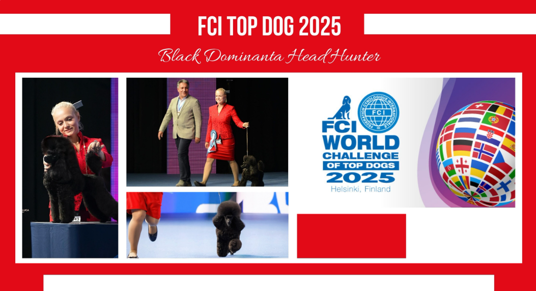 Türkiye Top Dog Birincisi Dünya Arenasında